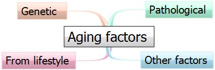 Human aging process - Factors